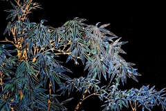 玉岭花采集到国画