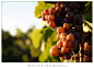 Ripening Reisling grapes by ~ThirstyEye on deviantART