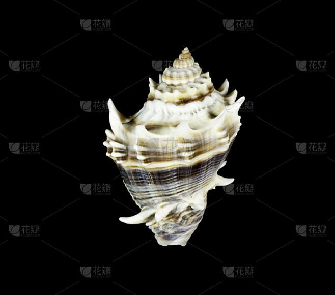 贝壳,黑色背景,王冠,日冕,海螺,佛罗里...