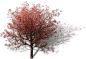 Scarlet-Oak-[Fall]-副本-3
