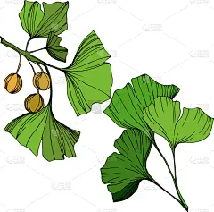 银杏,分离着色,绿色,铅笔,壁纸,植物,草图,雕刻图像,剪影