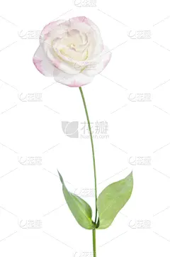 lisianthus,一个物体,玫瑰,粉色,白色背景,分离着色,垂直画幅,正面视角,美,贺卡