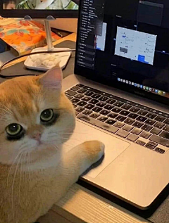霓湘君采集到猫猫