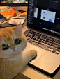 黄油饺子 
猫猫工作了四天，各种乱七八糟的事情让猫猫很累，但是猫猫的眼中有光，因为明天是周五