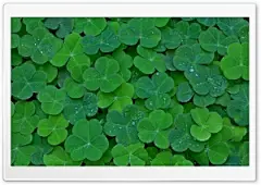 三叶草超高清壁纸，用于4K UHD宽屏台式机，平板电脑和智能手机