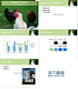 家禽养殖业小康致富之路ppt背景模板-非凡图库