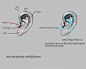 ear anatomy and planes by ~nosoart on deviantART
