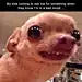 勺子大爹爹