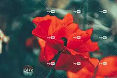 罂粟 美丽的花朵 花 高清壁纸 墙纸 花卉背景 植物 美丽的壁纸