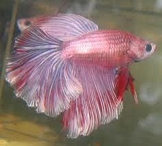 Betta