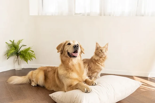 猫狗图片-猫狗素材-猫狗图片下载-视觉中国VCG.COM图片_宠物素材图片素材-花瓣网