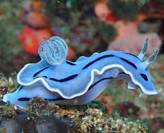 YANMIEZUIE采集到海洋生物