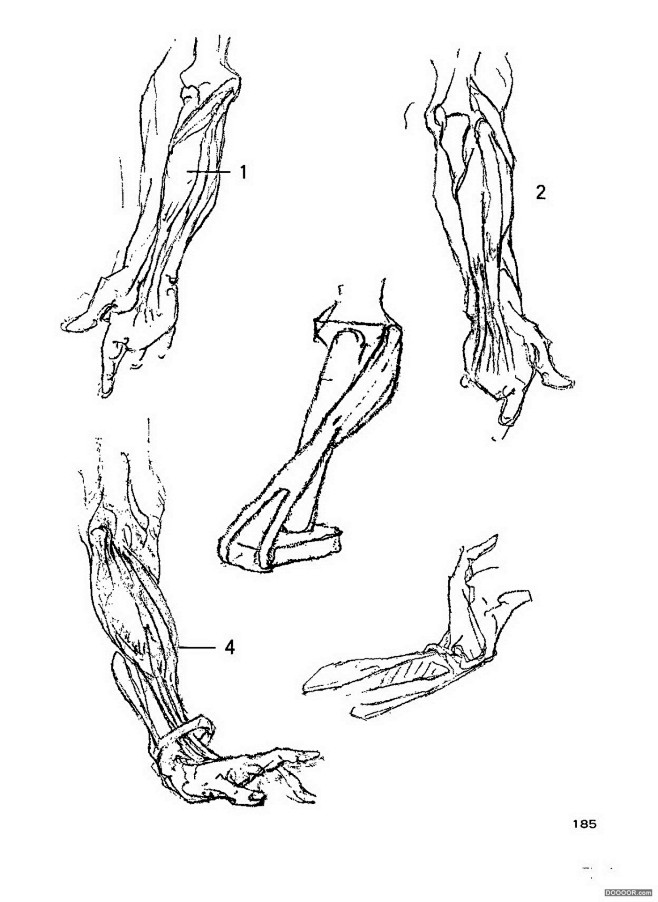 伯里曼人体结构绘画190jpg