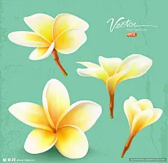 鸡蛋花