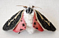 #色彩# 飞蛾是我最惧怕的生物丨来自北卡罗来纳州的艺术家Yumi Okita布艺刺绣作品