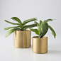 Brass Planter: 