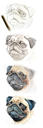 Custom Pet Portrait by Hunter & Moon on Etsy