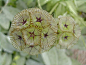 川续断科蓝盆花属 Scabiosa stellata