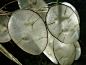#园艺小tips# : 银扇草，银扇草遍及整个欧洲。因其透明的种夹又被称作“年度忠实”。在东南亚，因为这种植物的果荚形状酷似银元，故有「金钱花」、「大金币草」之称。
