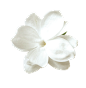 白色花 花卉 花朵 png免扣透明素材图 @楠哒二哒哒