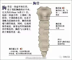 藏云不知境采集到人体骨骼结构
