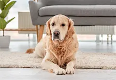 点击来源直接获取大图文件 |室内的金毛寻回犬