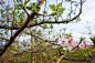 白色,粉色,花朵,角树,青苹果,苹果花,苹果树,转基因,新的,水平画幅