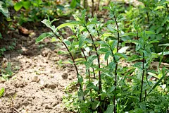 亮绿色的薄荷叶，花园里的特写