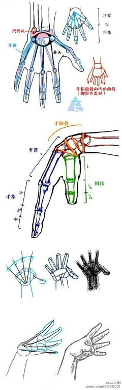 一只幺蛾子采集到人体手脚