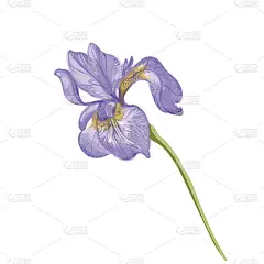 复古美丽温柔的紫罗兰蝴蝶花矢量手绘孤立在白色的背景
