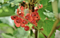 currant-418142_1280