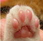 猫肉垫爪爪