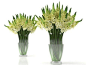 SmallAccents Ornithogalums 02 3d model |  N/A