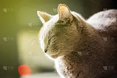 美丽的俄罗斯蓝猫近距离