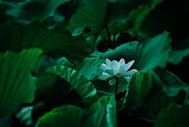 白色开花植物特写摄影照片