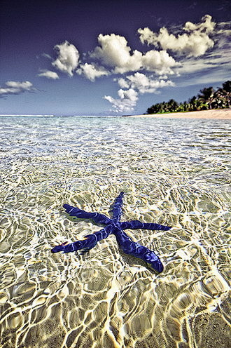 蓝海星，法属波利尼西亚塔希提岛，清澈见底...