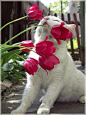 猫猫狗狗也爱花