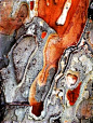 Macro from Tree Bark – Abstract from Nature.By Marilyn Harris