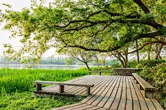 木板路,绿色,风景,美,公园,水平画幅,无人,樟脑树,夏天,户外