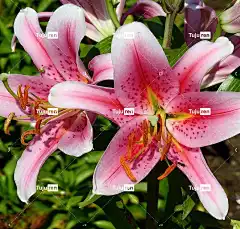 花朵 美丽的花朵 美容 花卉背景 性质 花壁纸 夏天