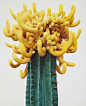 Towering Hyperrealistic Cactus Paintings by Lee Kwang-ho : Korean painter Kwang-ho Lee (previously) depicts larger-than-life cacti in oil paintings that stand up to 8-feet tall. Every thorn, bloom, and branch is painted with excruciating accuracy, bringin