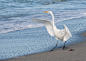 Photograph For egrets ... life is a beach :) by Alfred Forns on 500px