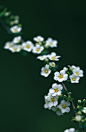 《浅笑安然》珍珠绣线菊，又被唤作雪柳、喷雪花，纤柔中蕴含着爆发的生命力~