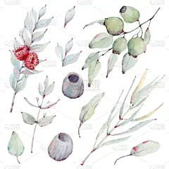手绘水彩画的澳大利亚花卉集。它非常适合贺卡、婚宴请帖、婚纱设计、生日贺卡和母亲节贺卡. 