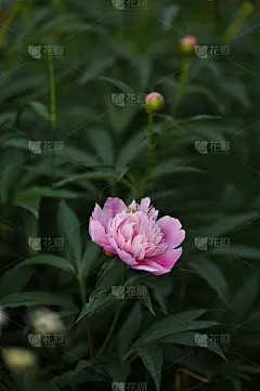 牡丹