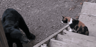 熊 Vs. 猫，我冷艳的喵星人完胜