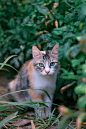 少见的蓝绿异瞳三花猫，超美哇！ ​​​​