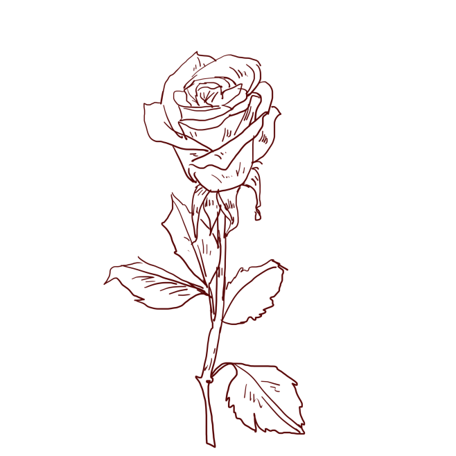 线描玫瑰花线描插画图片大小2200x22...
