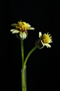 Tridax procumbens (Coat Buttons) by Hardi Saputra on 500px