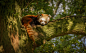 Tree, red panda, zoo and animal HD photo by Ritchie Valens (@ritchievalens) on Unsplash : Download this photo in Whipsnade, United Kingdom by Ritchie Valens (@ritchievalens)